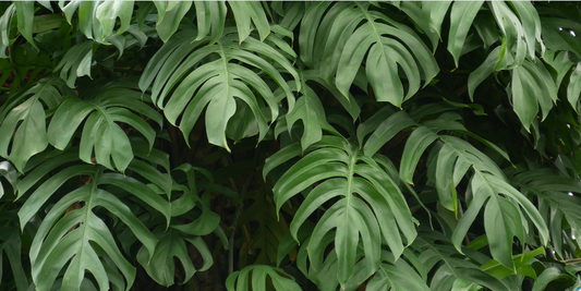Why Are My Monstera Leaves Browning: Care and Recovery