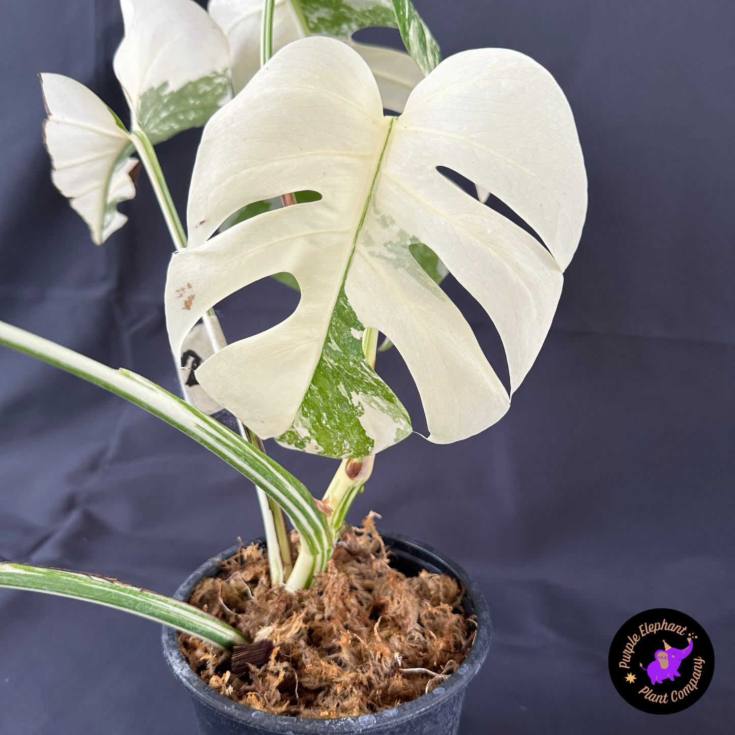 Rare Plant: Monstera Albo