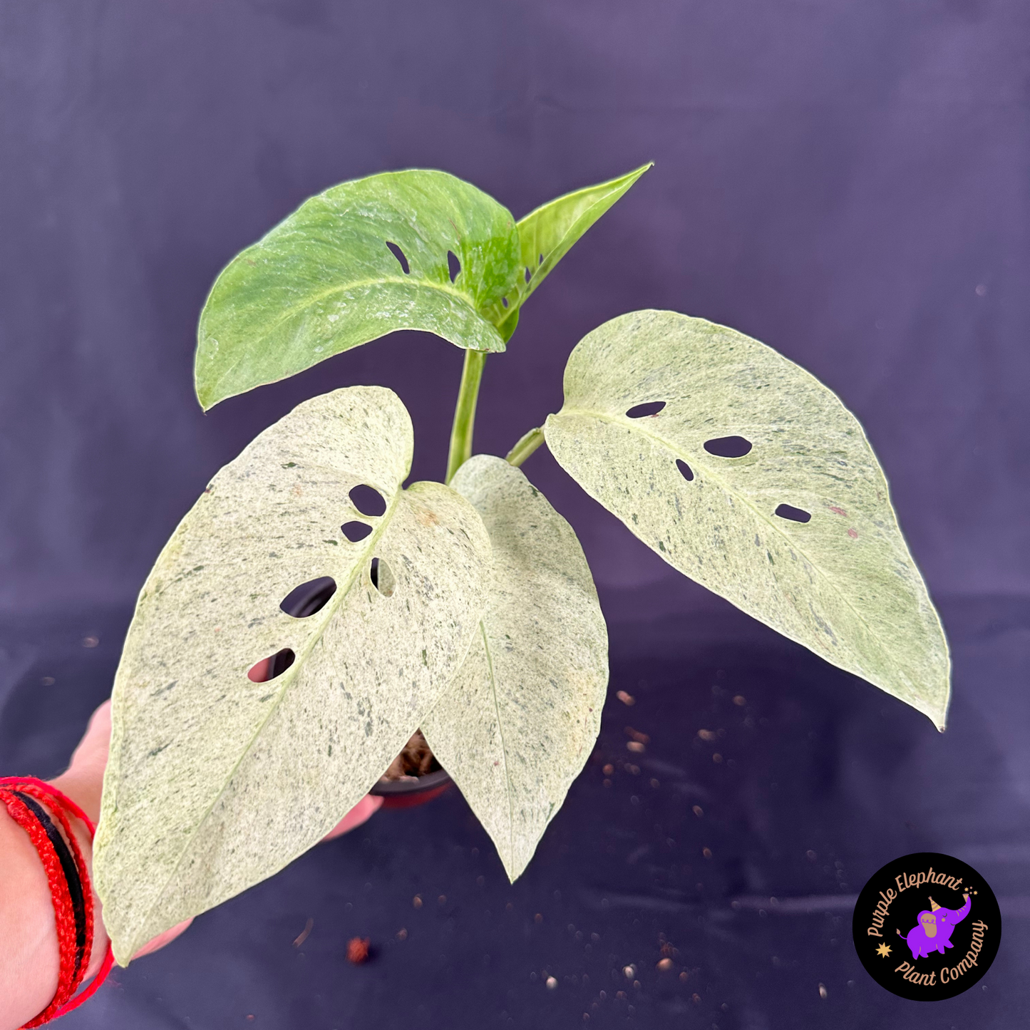 Rare Plant: Laniata mint