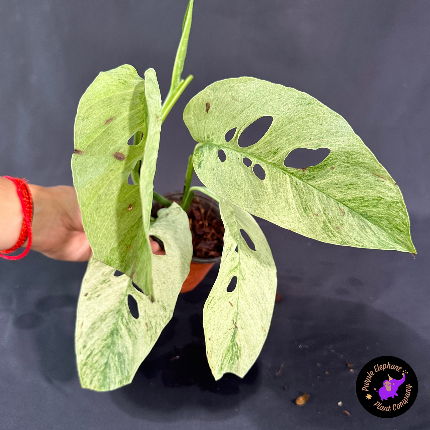 Rare Plant: Laniata mint
