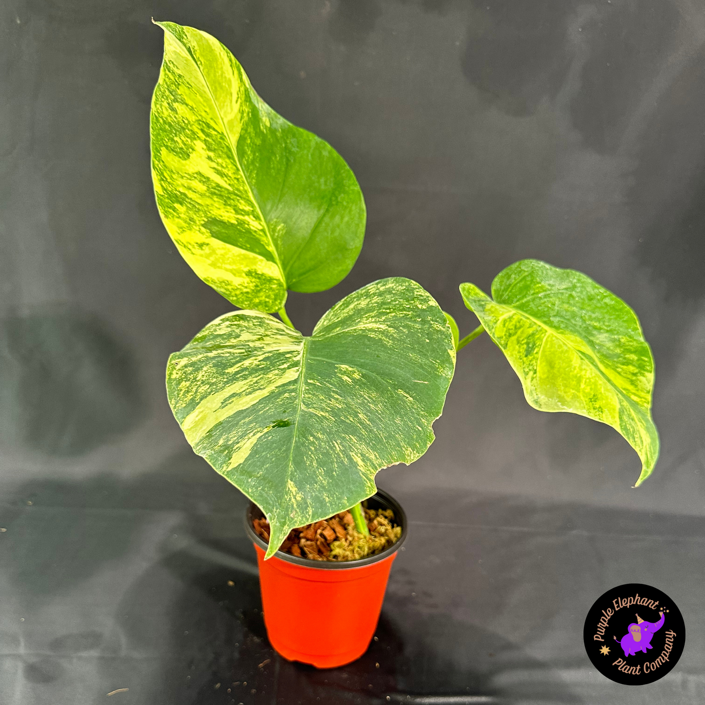 Rare Plant: Monstera Aurea