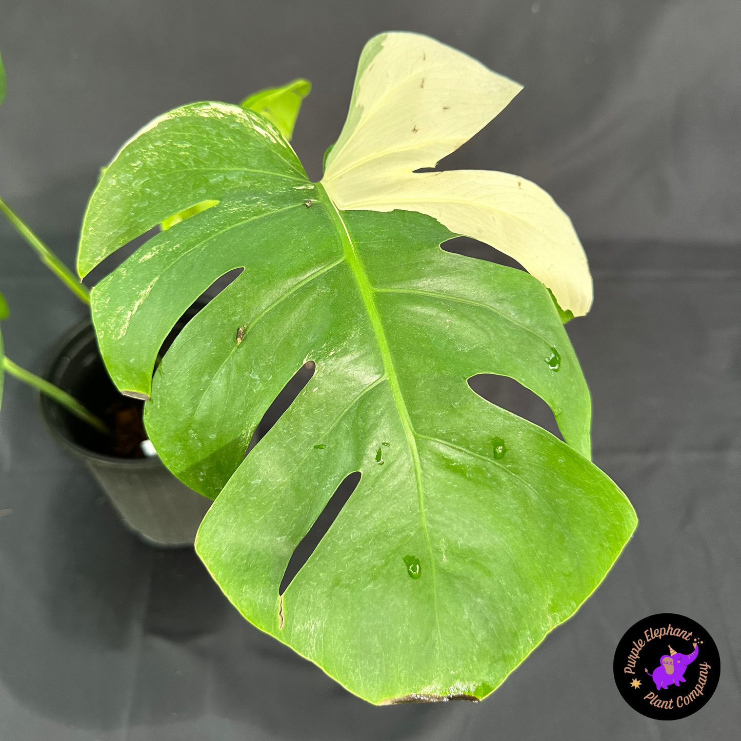 Rare Plant: Monstera albo