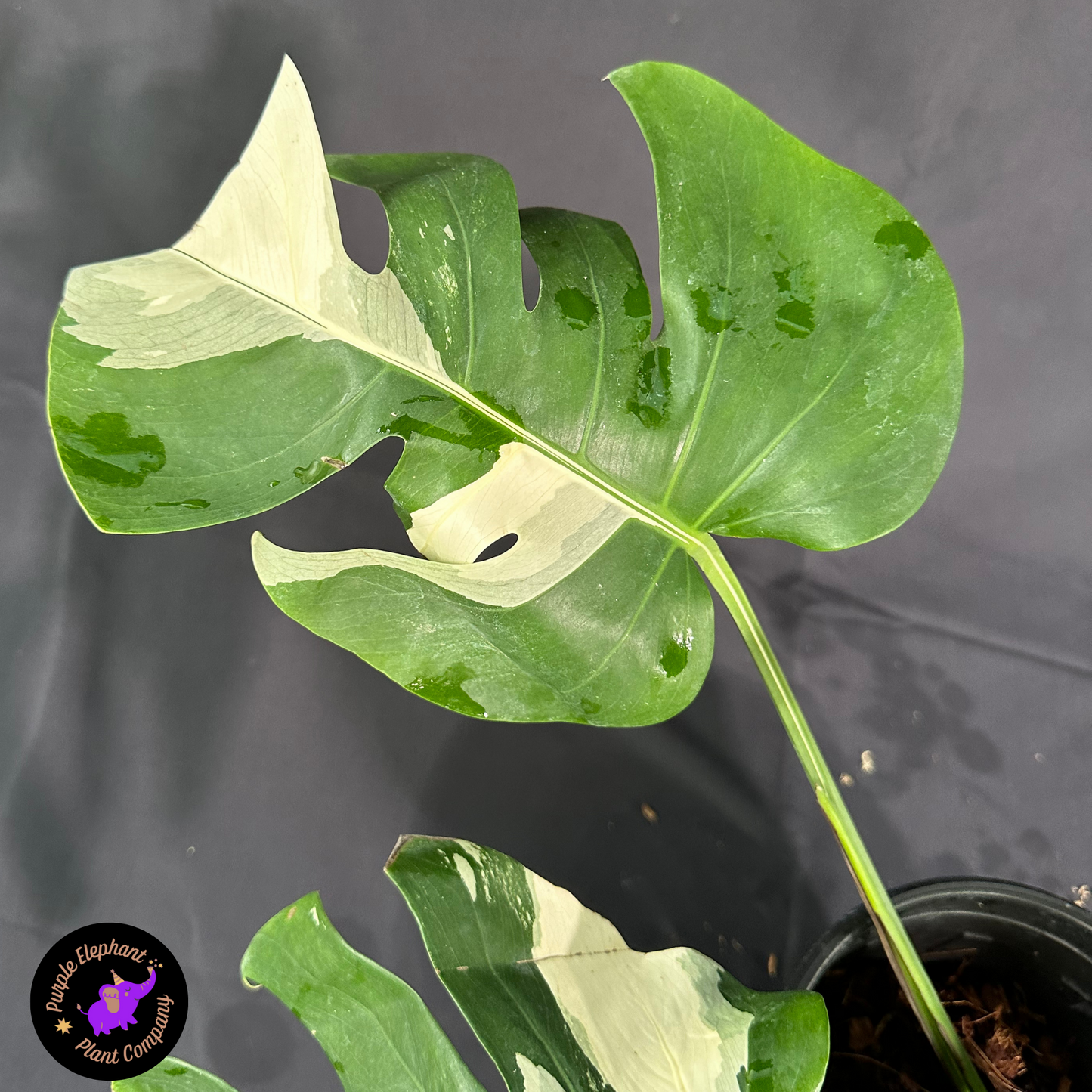 Rare Plant: Monstera albo