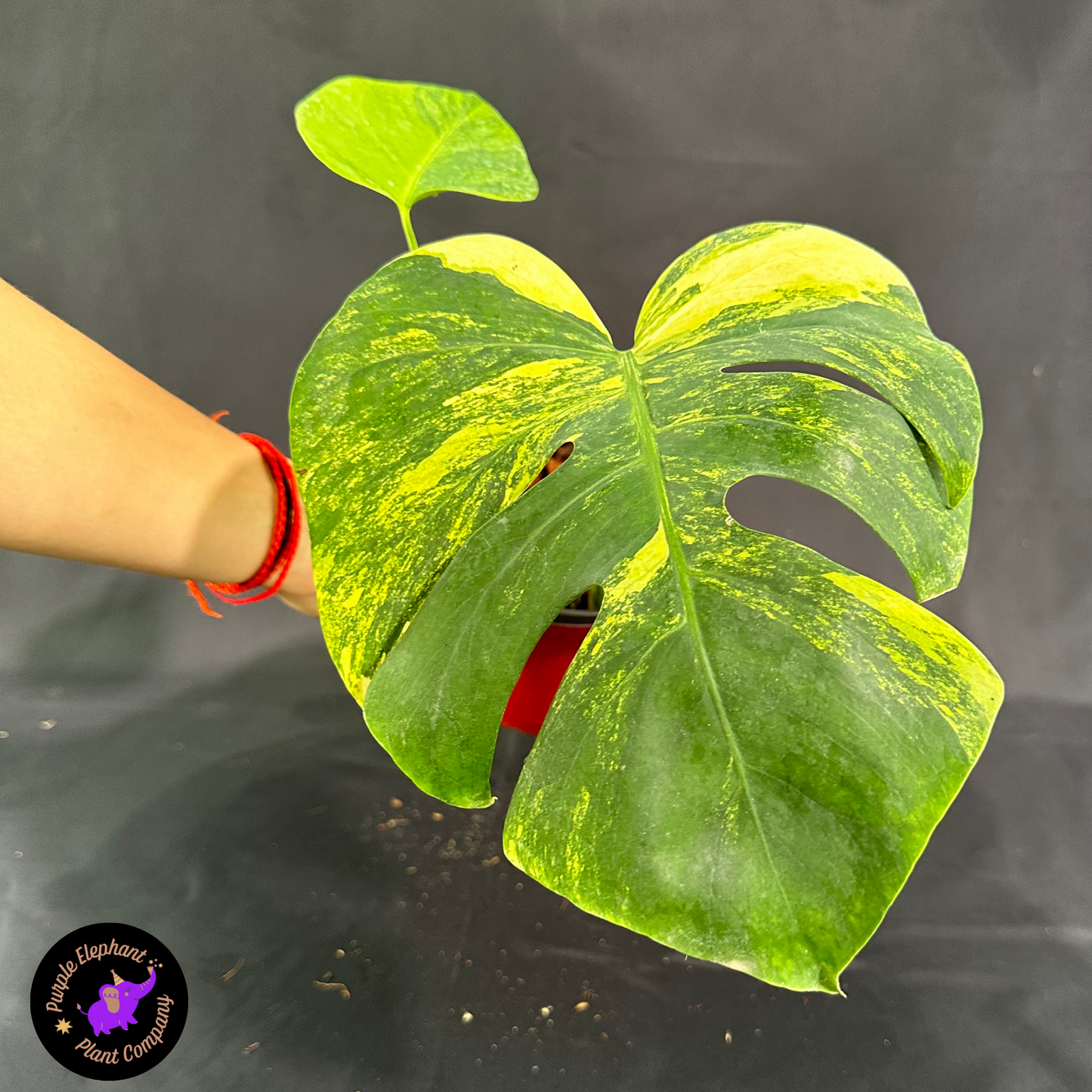 Rare Plant: Monstera Aurea $65