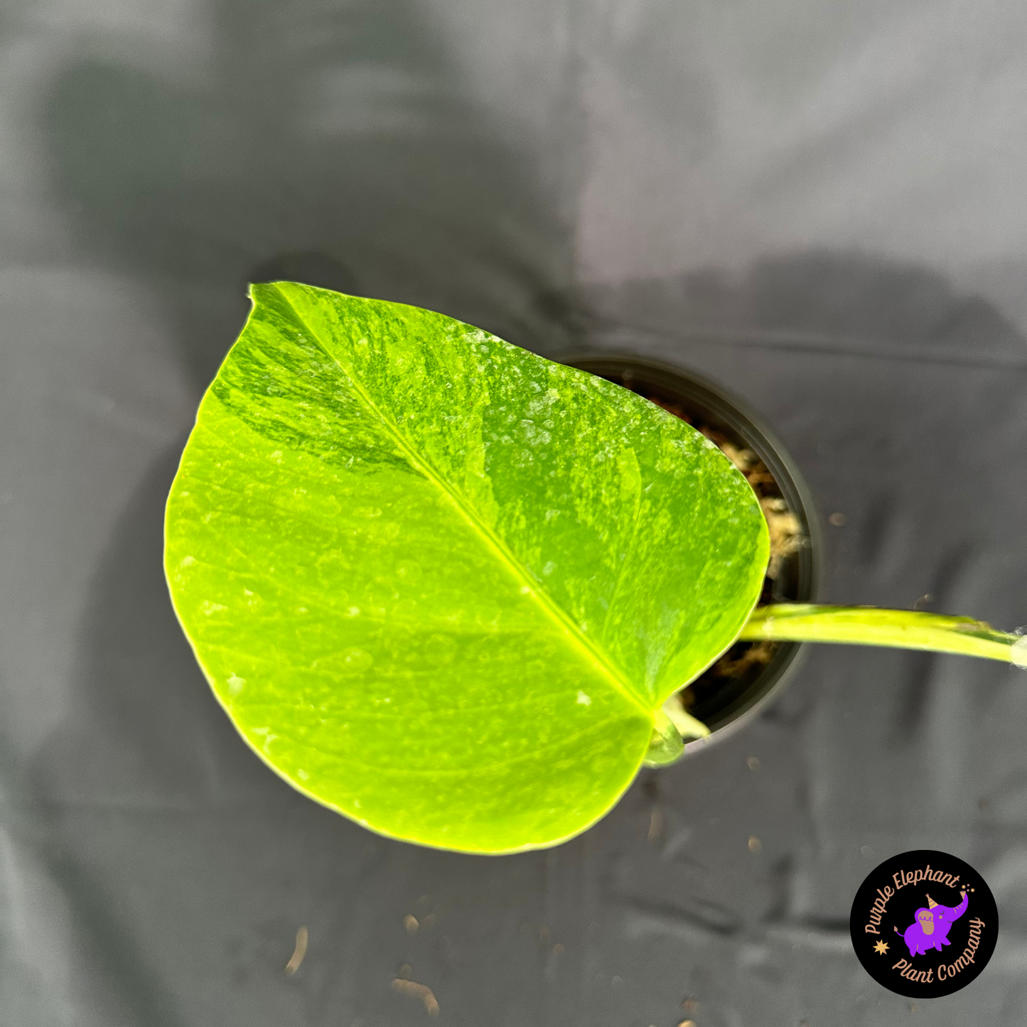 Rare Plant: Monstera Aurea $65