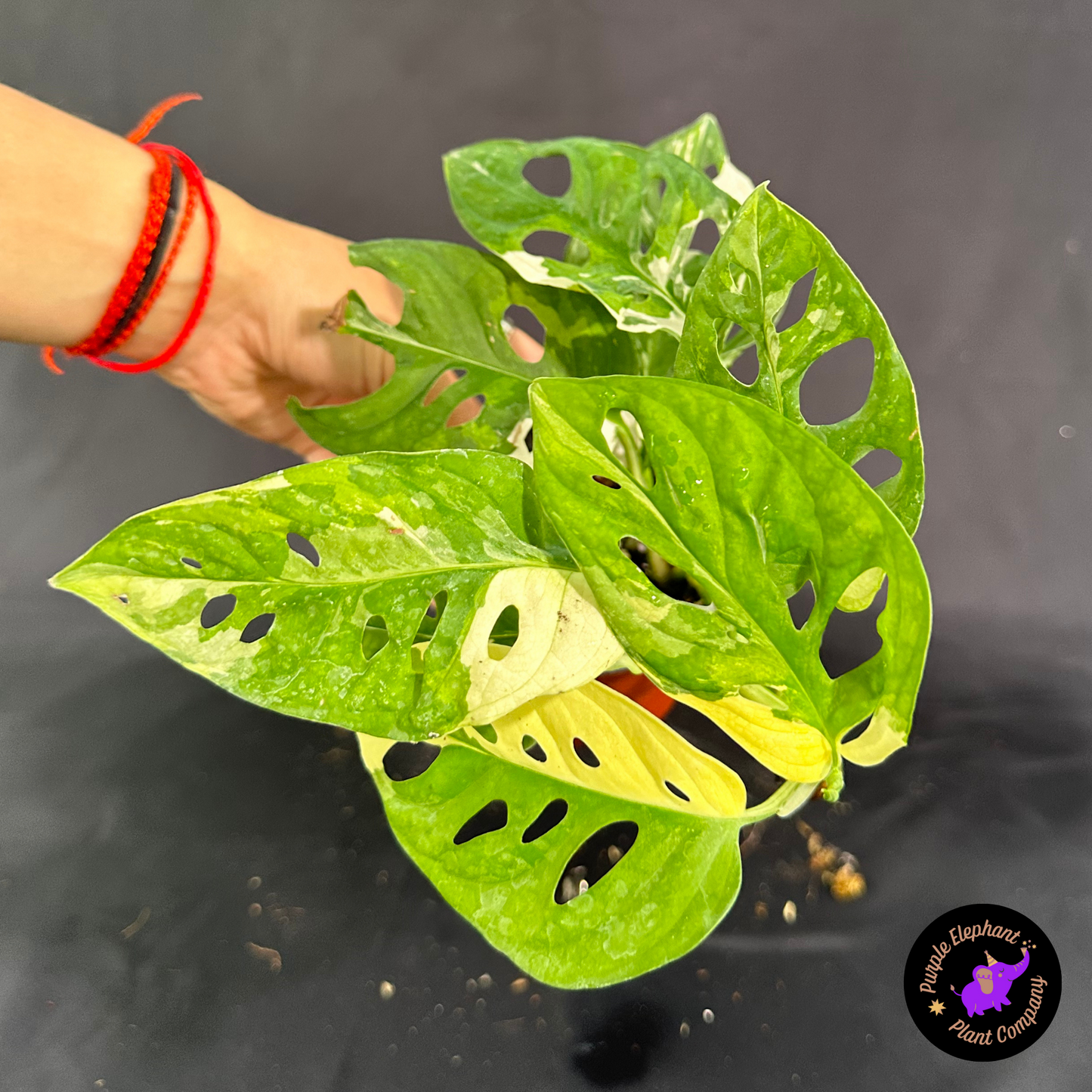 Rare Plant: Adansonii albo