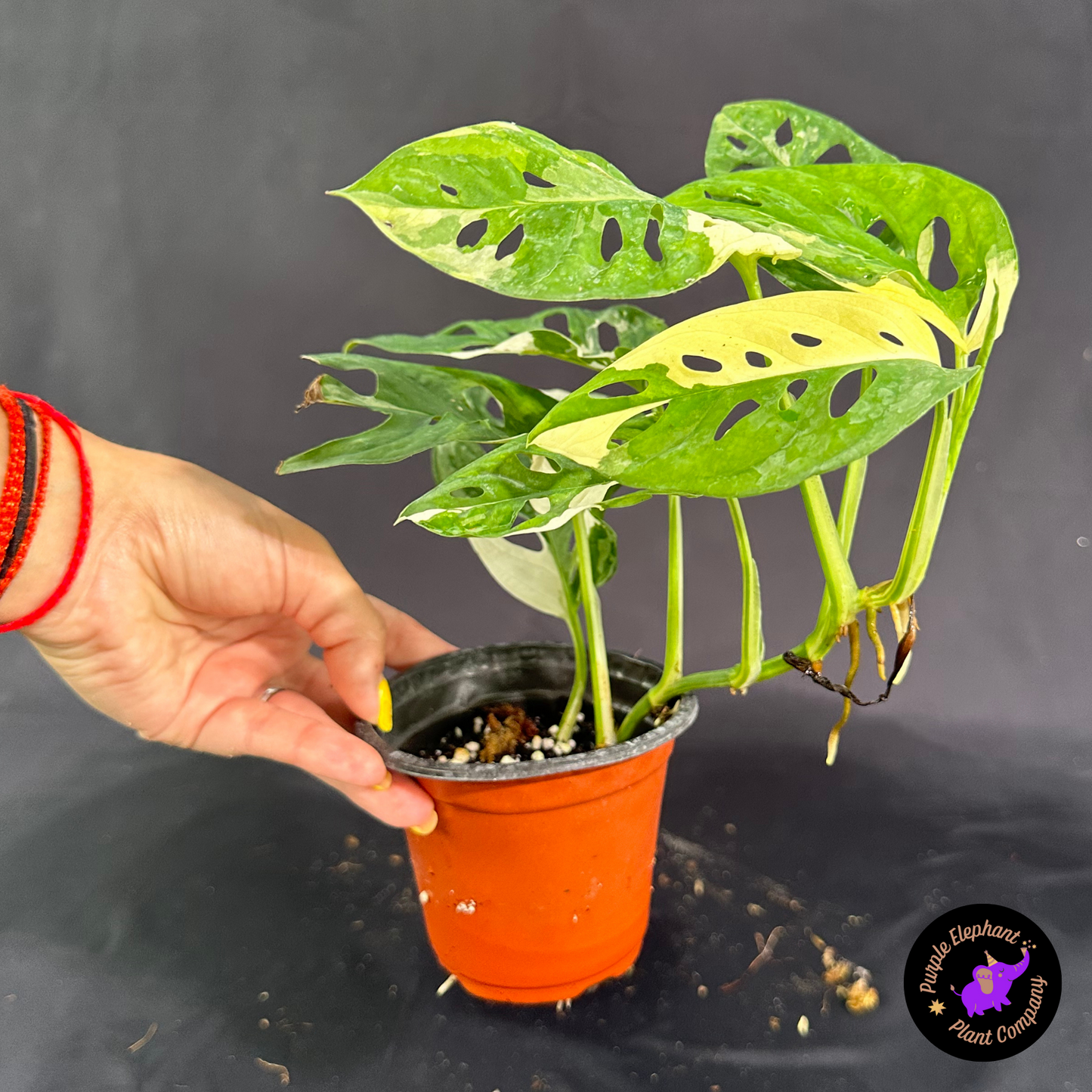 Rare Plant: Adansonii albo