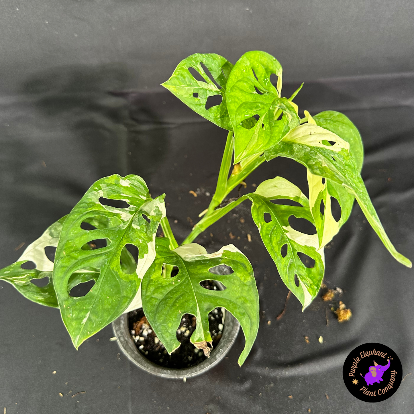 Rare Plant: Adansonii albo