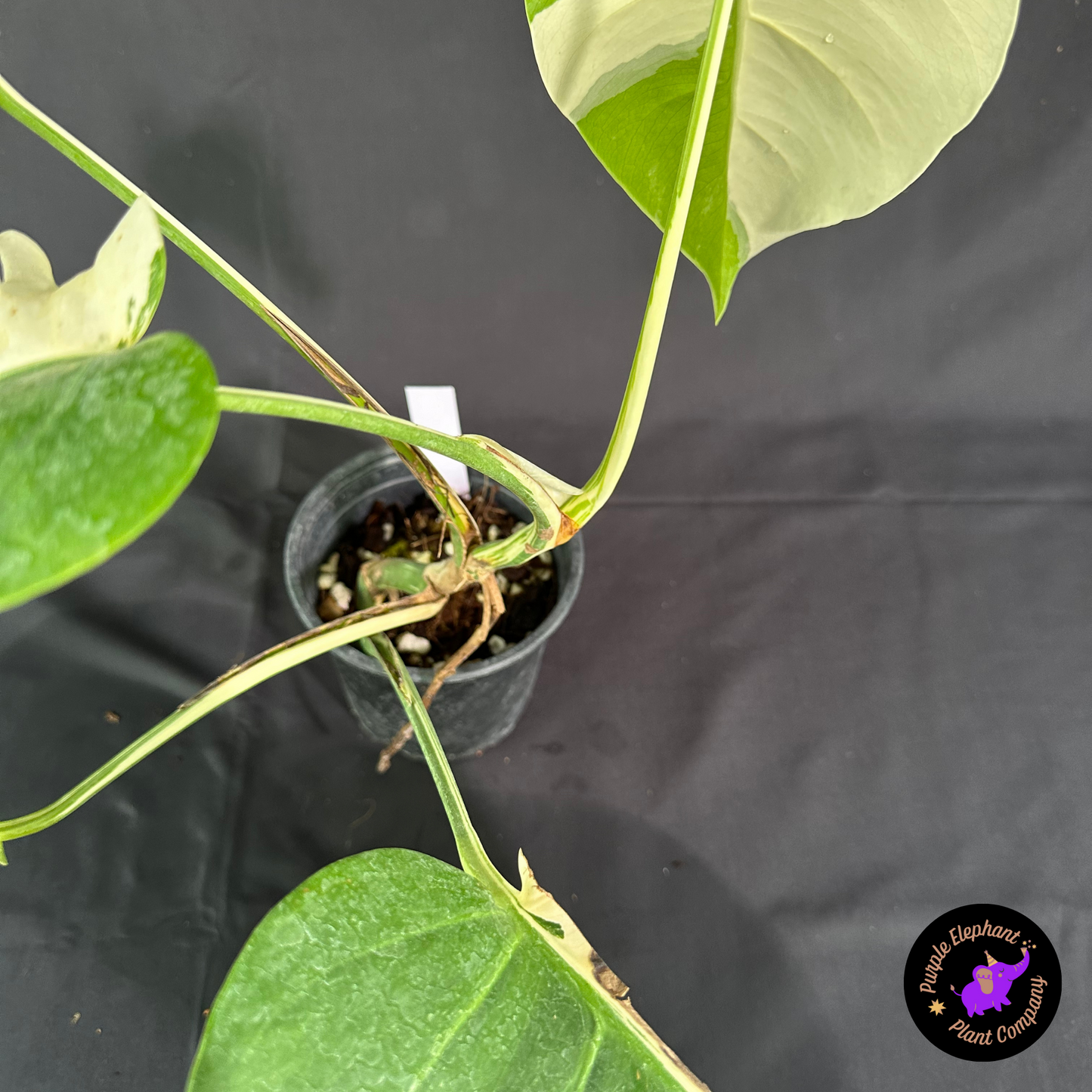 Rare Plant: Monstera Albo
