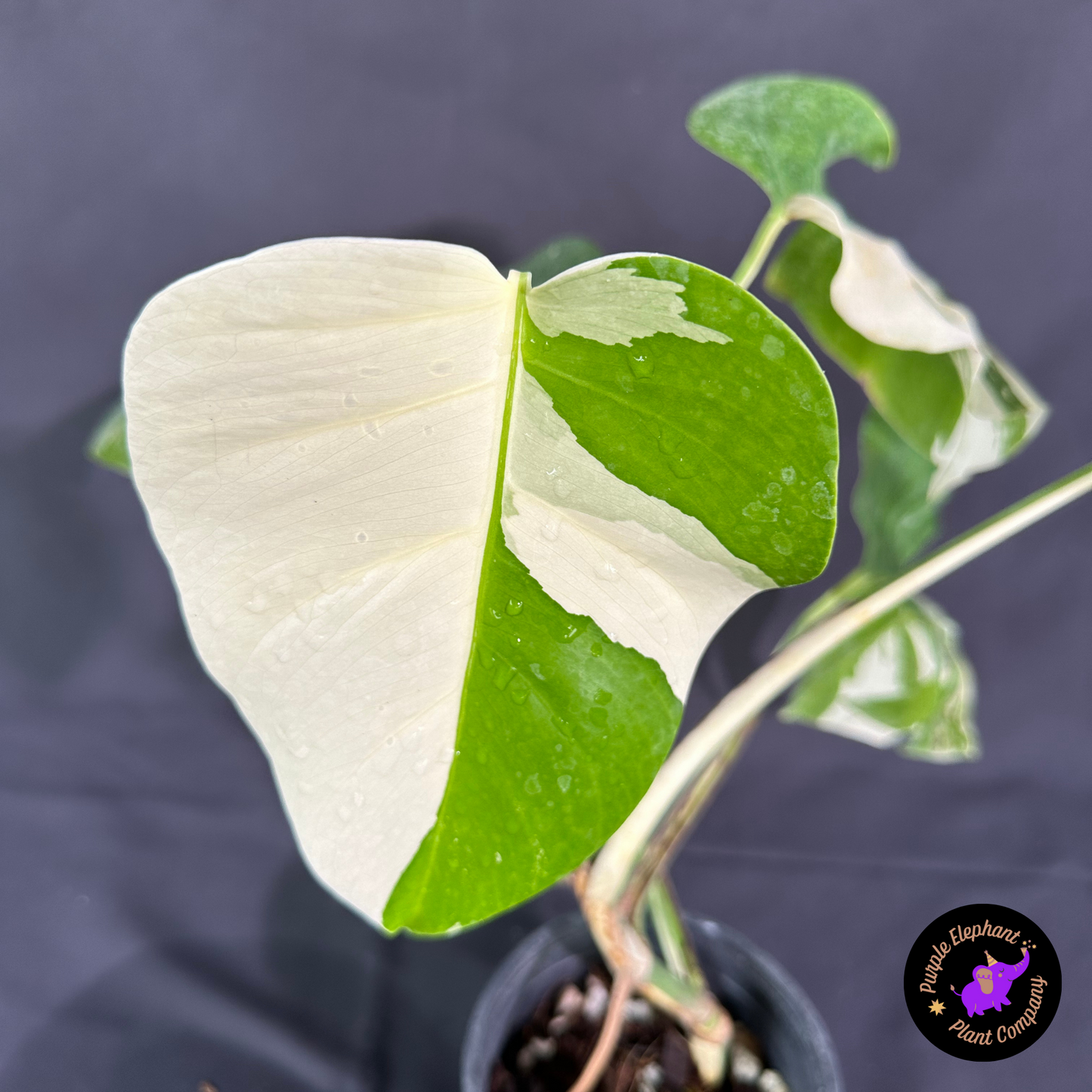 Rare Plant: Monstera Albo