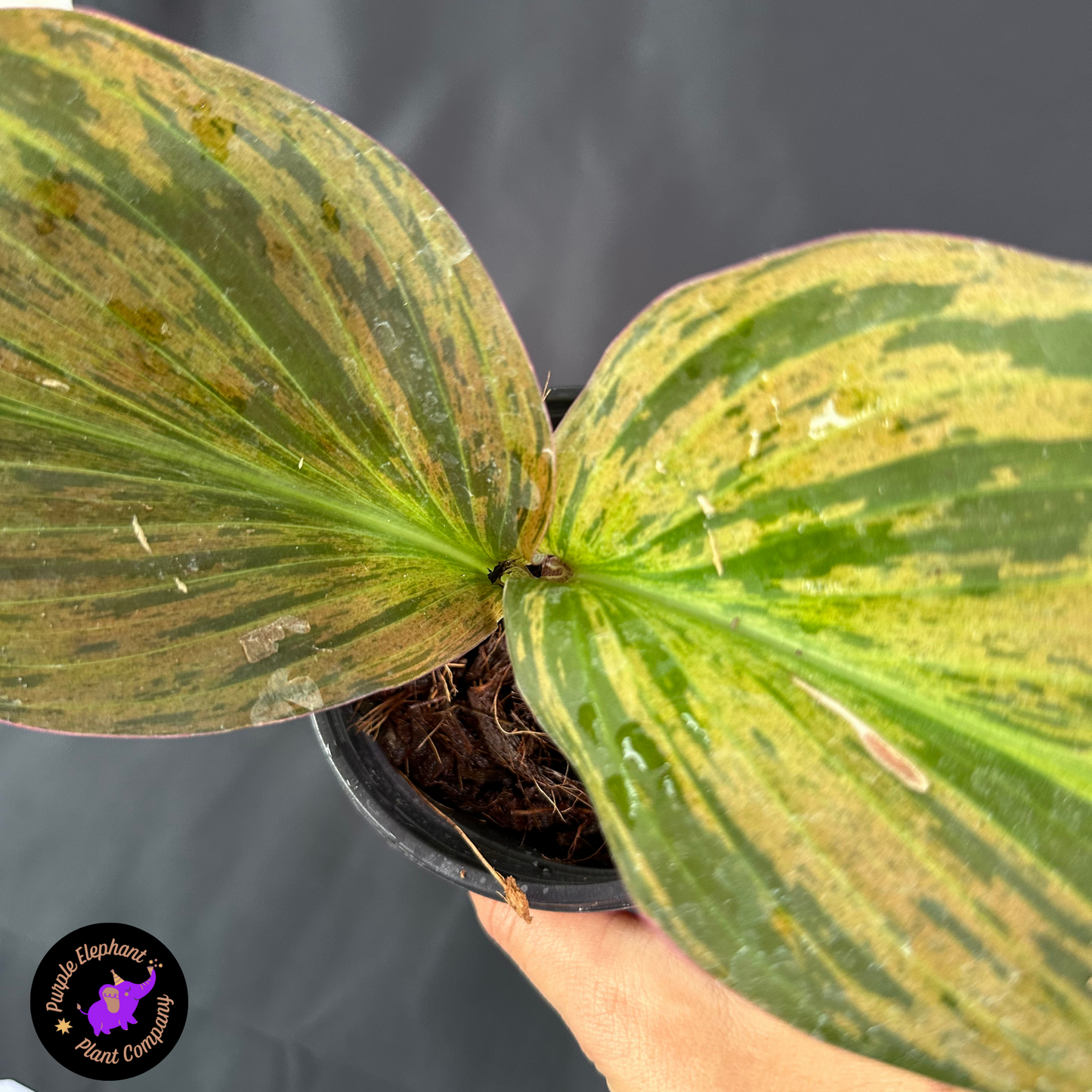 Rare Plant: Kaempferia Variegated