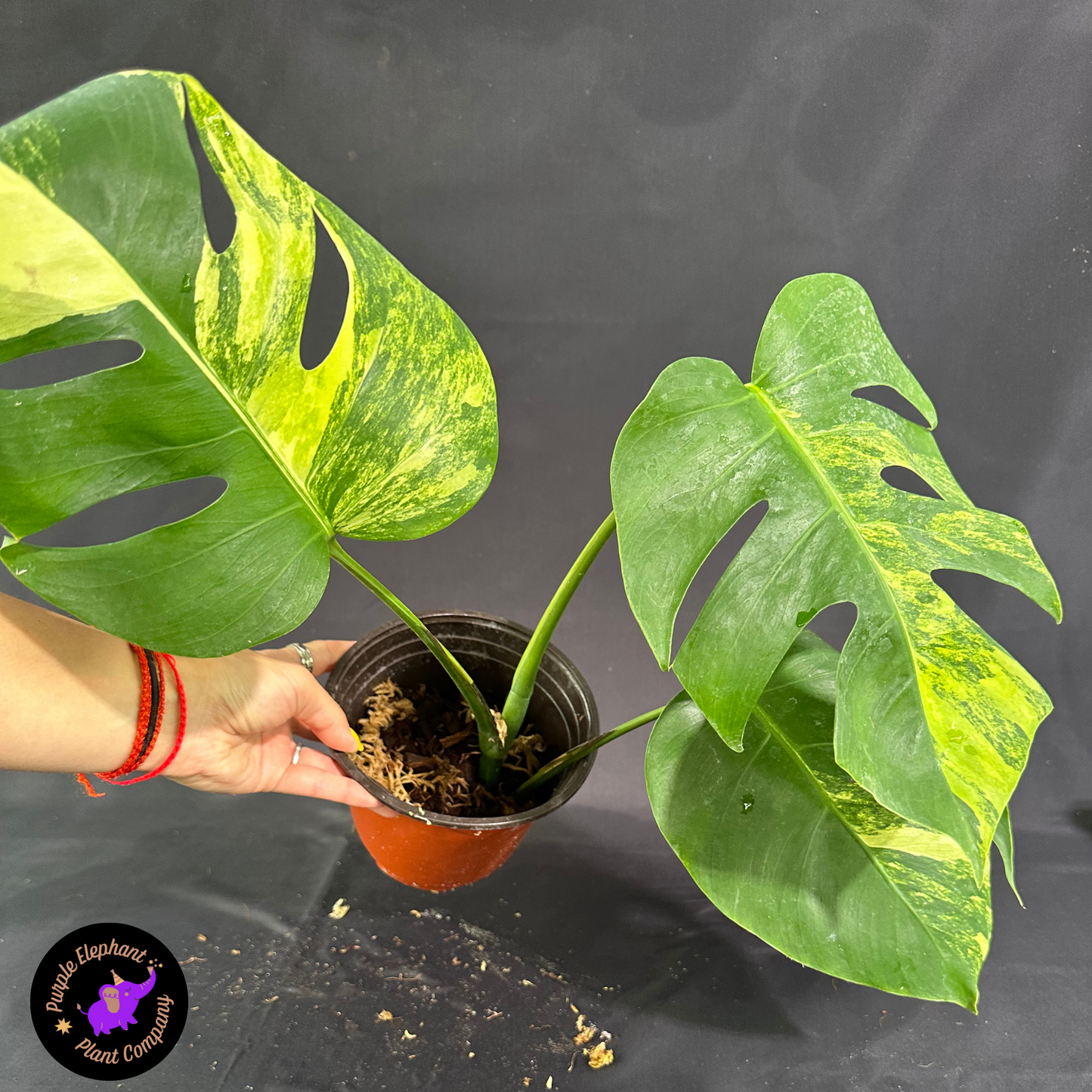 Rare Plant: Monstera Aurea