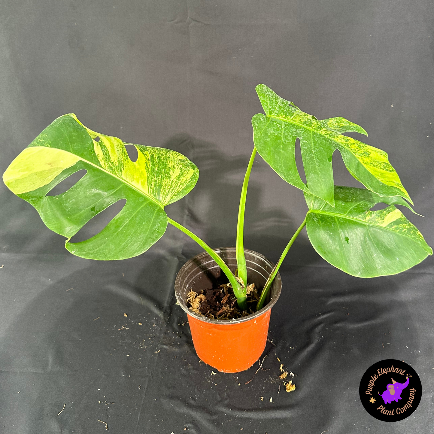Rare Plant: Monstera Aurea
