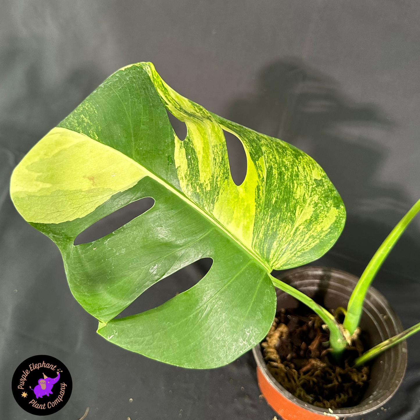 Rare Plant: Monstera Aurea