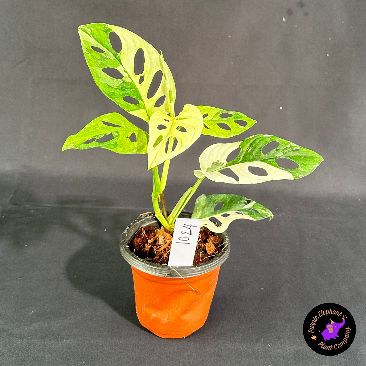 Rare Plant: Adansonii Albo