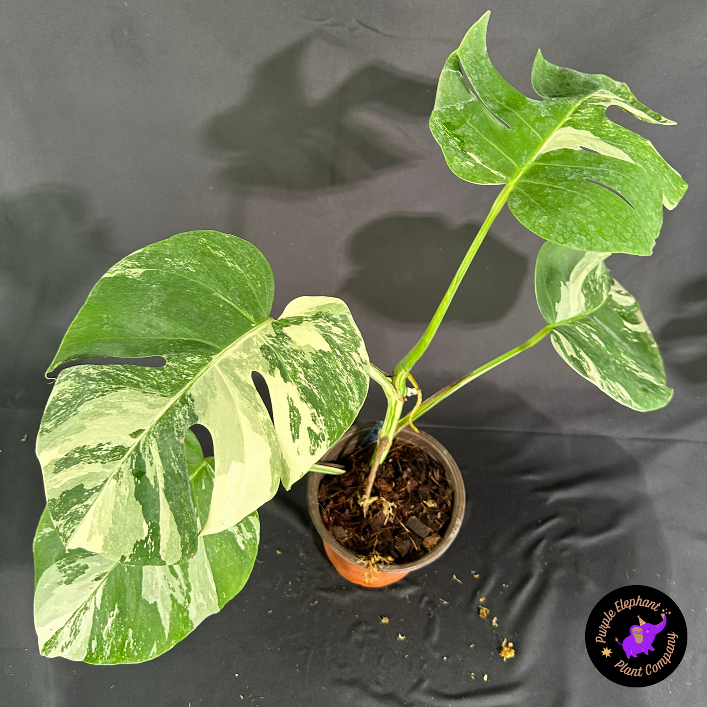 Rare Plant: Monstera Albo