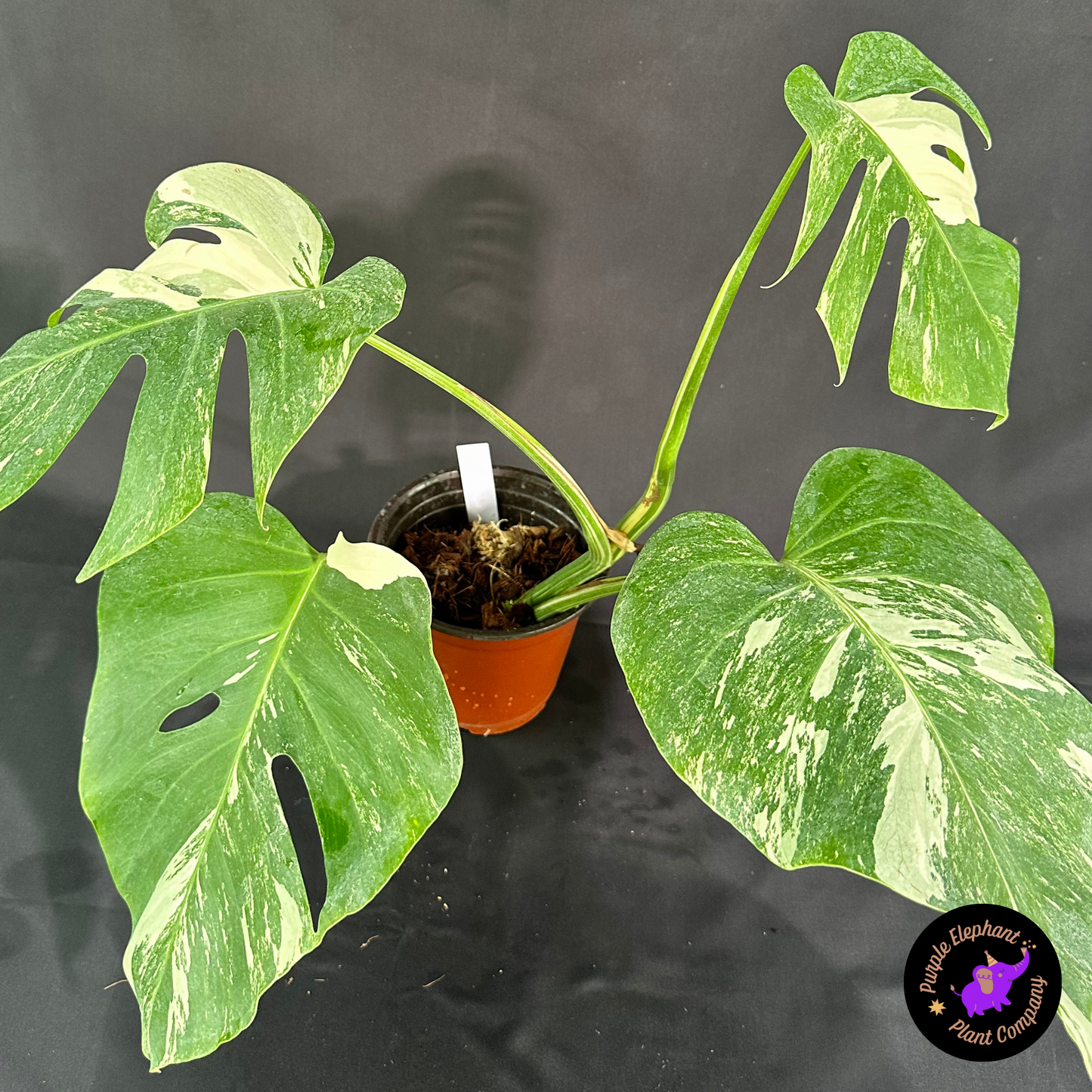 Rare Plant: Monstera Albo