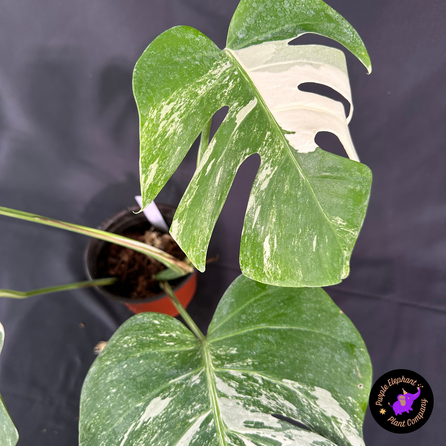 Rare Plant: Monstera Albo