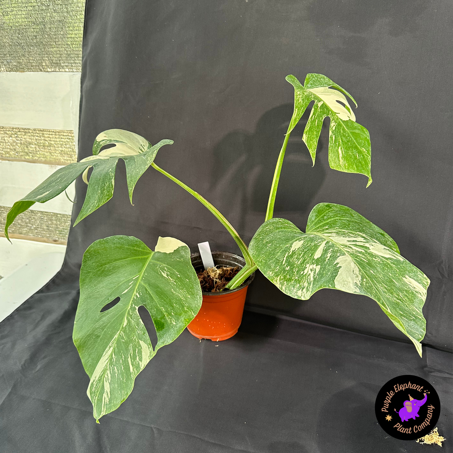 Rare Plant: Monstera Albo