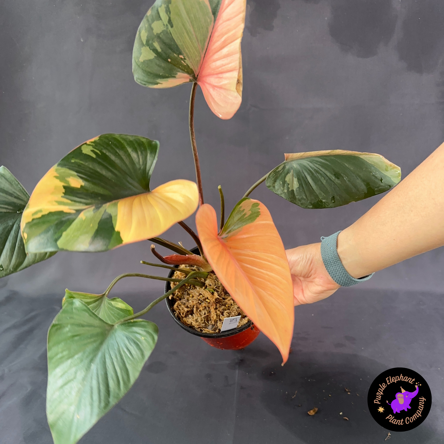 Rare Plant: Homalomena Pink Diamond