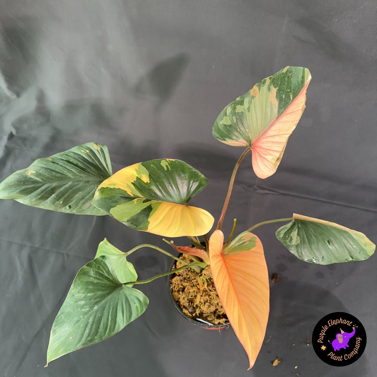Rare Plant: Homalomena Pink Diamond
