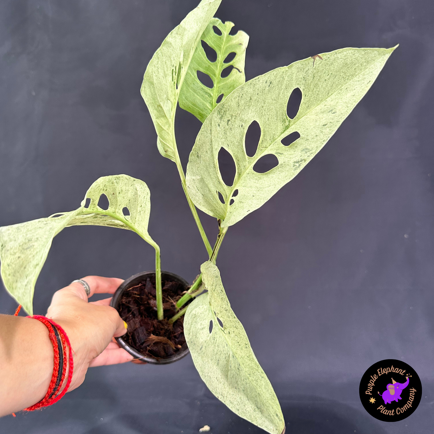 Rare Plant: Laniata Mint