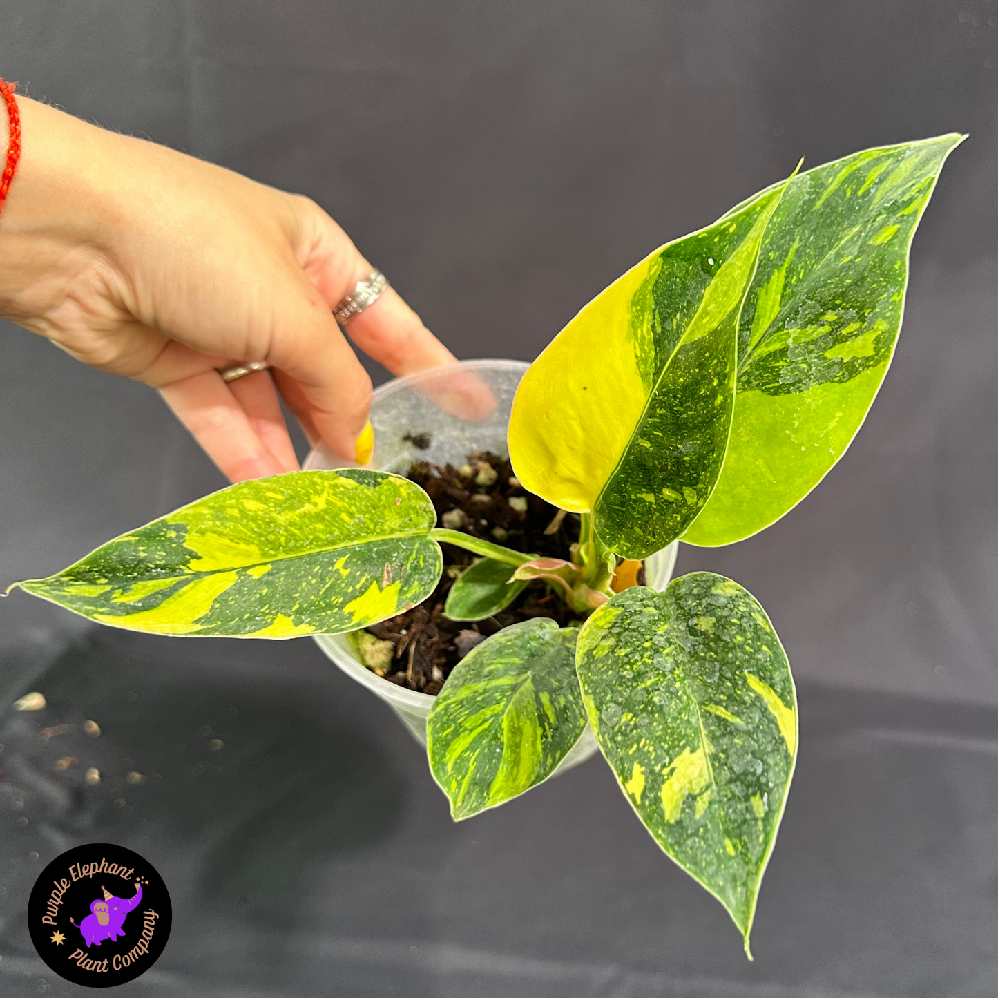 Rare Plant: Philodendron Green Congo Nuclear