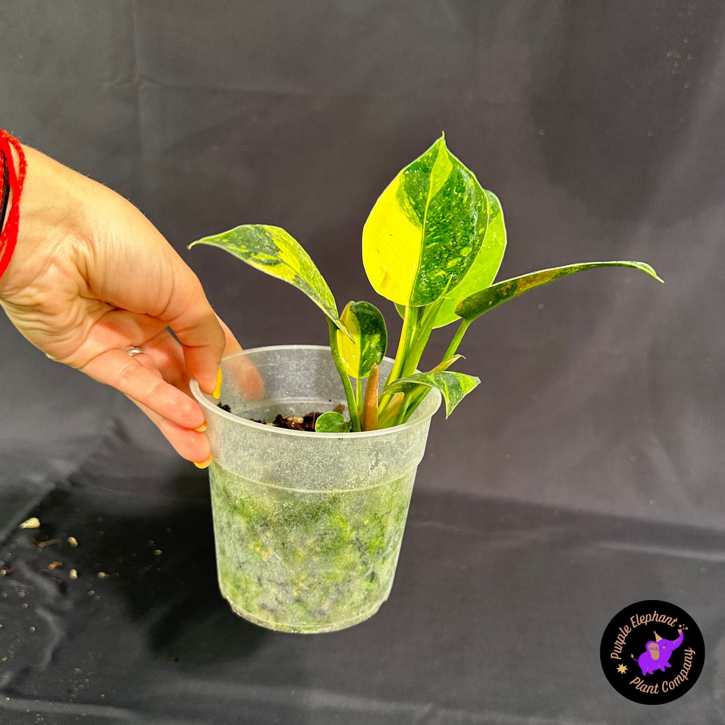 Rare Plant: Philodendron Green Congo Nuclear