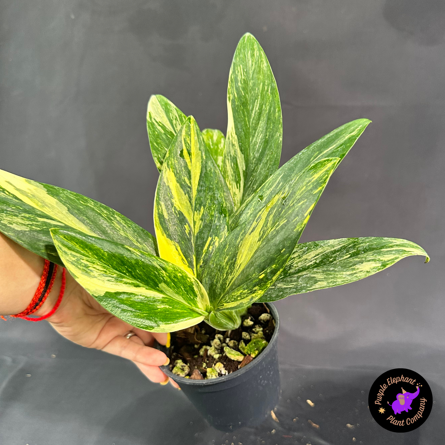 Rare Plant: Strandleyana Aurea