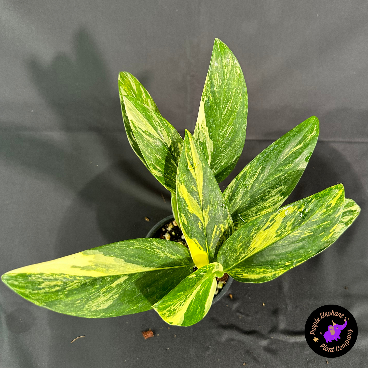 Rare Plant: Strandleyana Aurea