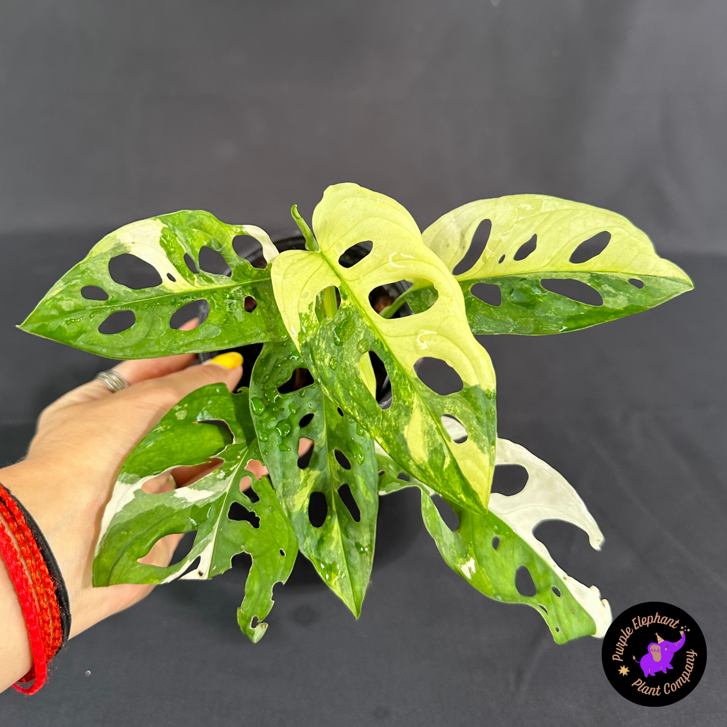 Rare Plant: Adansonii Albo