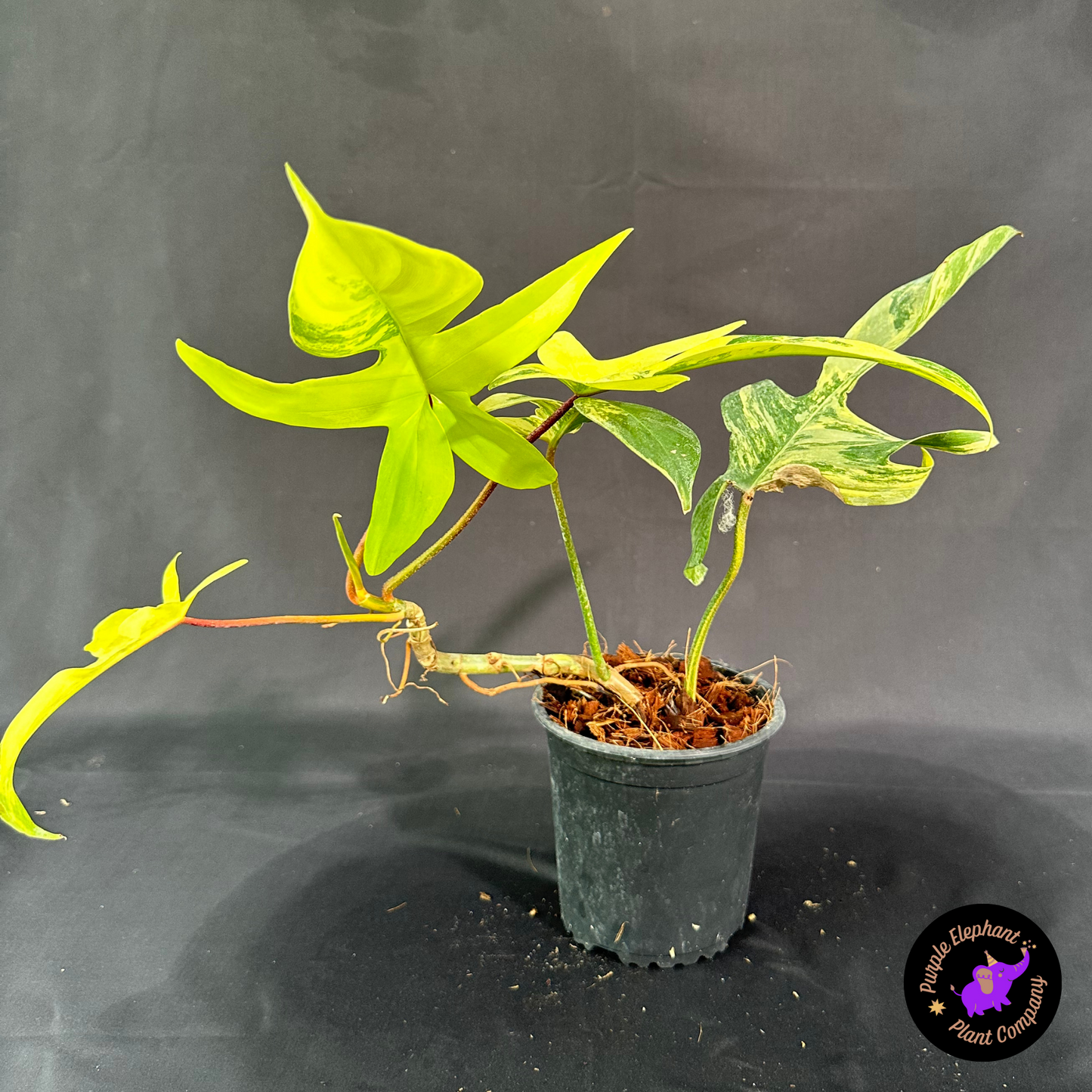 Rare Plant: Philodendron Florida Beauty