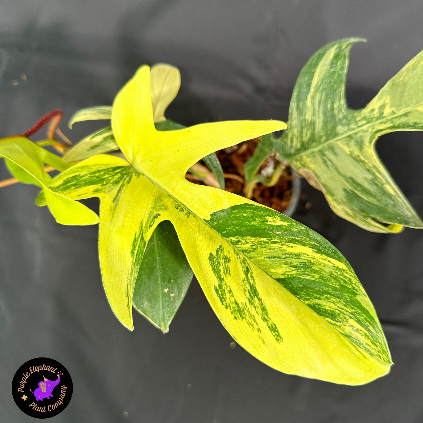 Rare Plant: Philodendron Florida Beauty