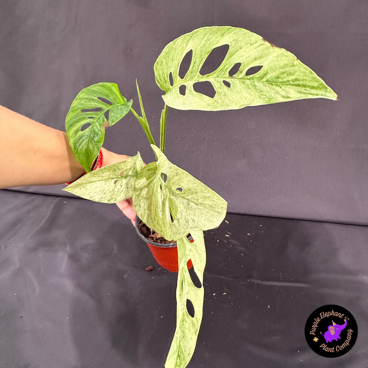 Rare Plant: Laniata Mint