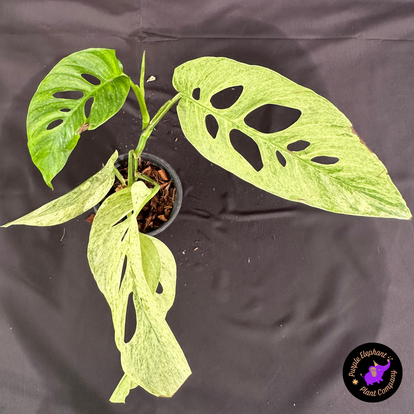Rare Plant: Laniata Mint
