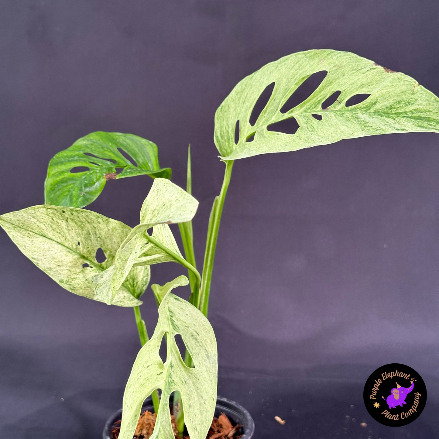 Rare Plant: Laniata Mint