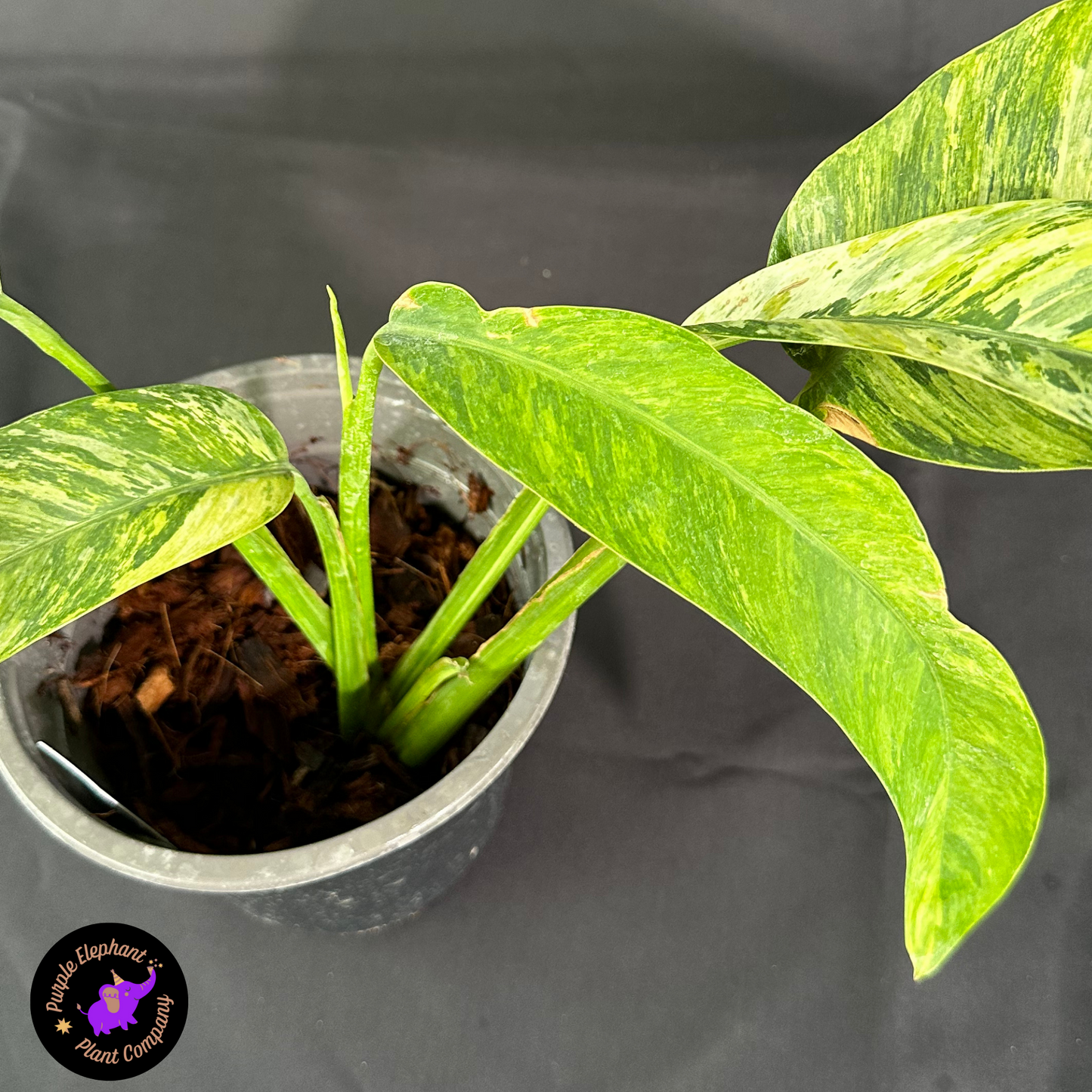 Rare Plant: Epi Gigantium Tricolor