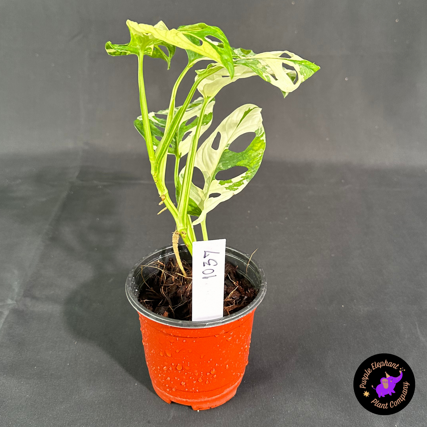 Rare Plant: Adansonii Albo