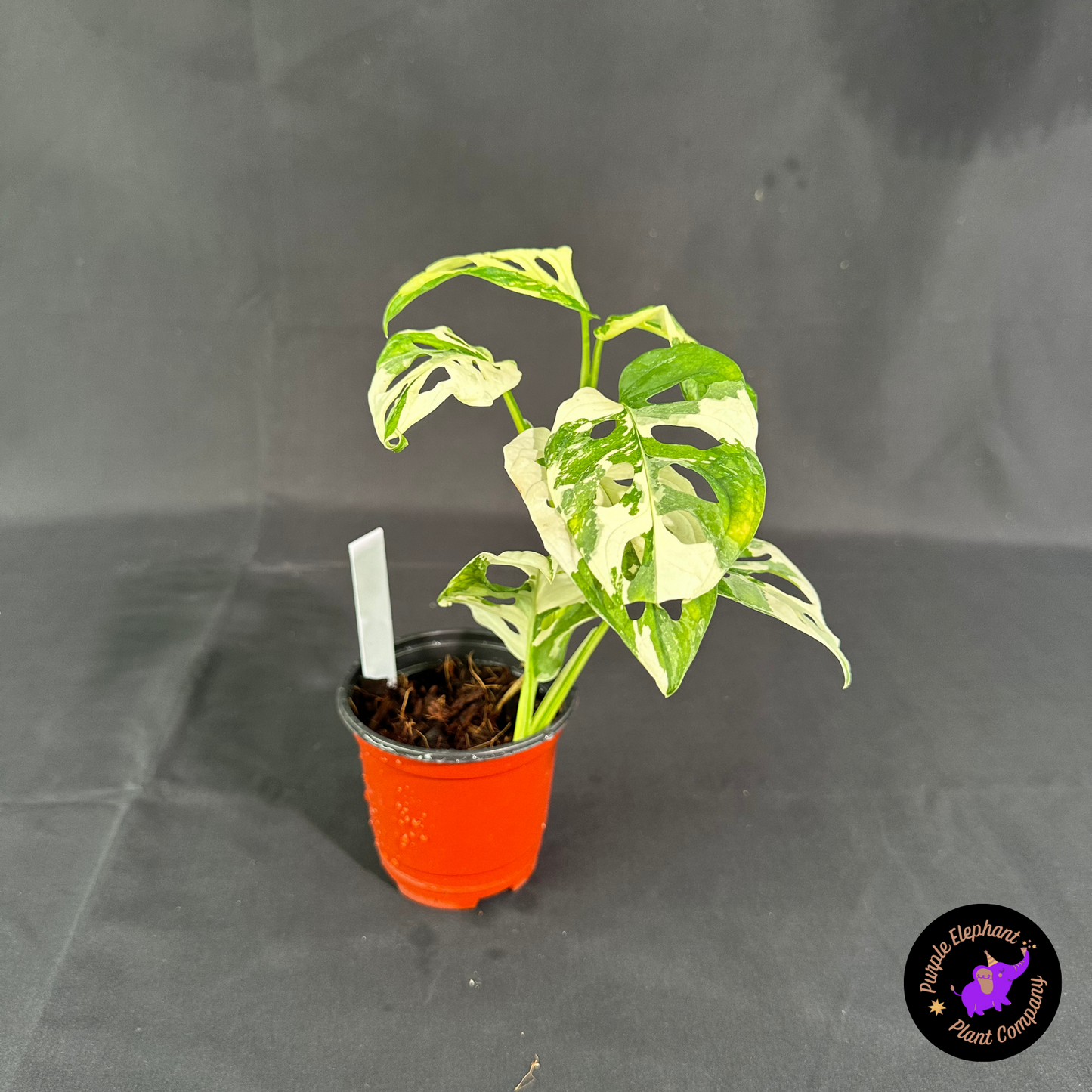 Rare Plant: Adansonii Albo