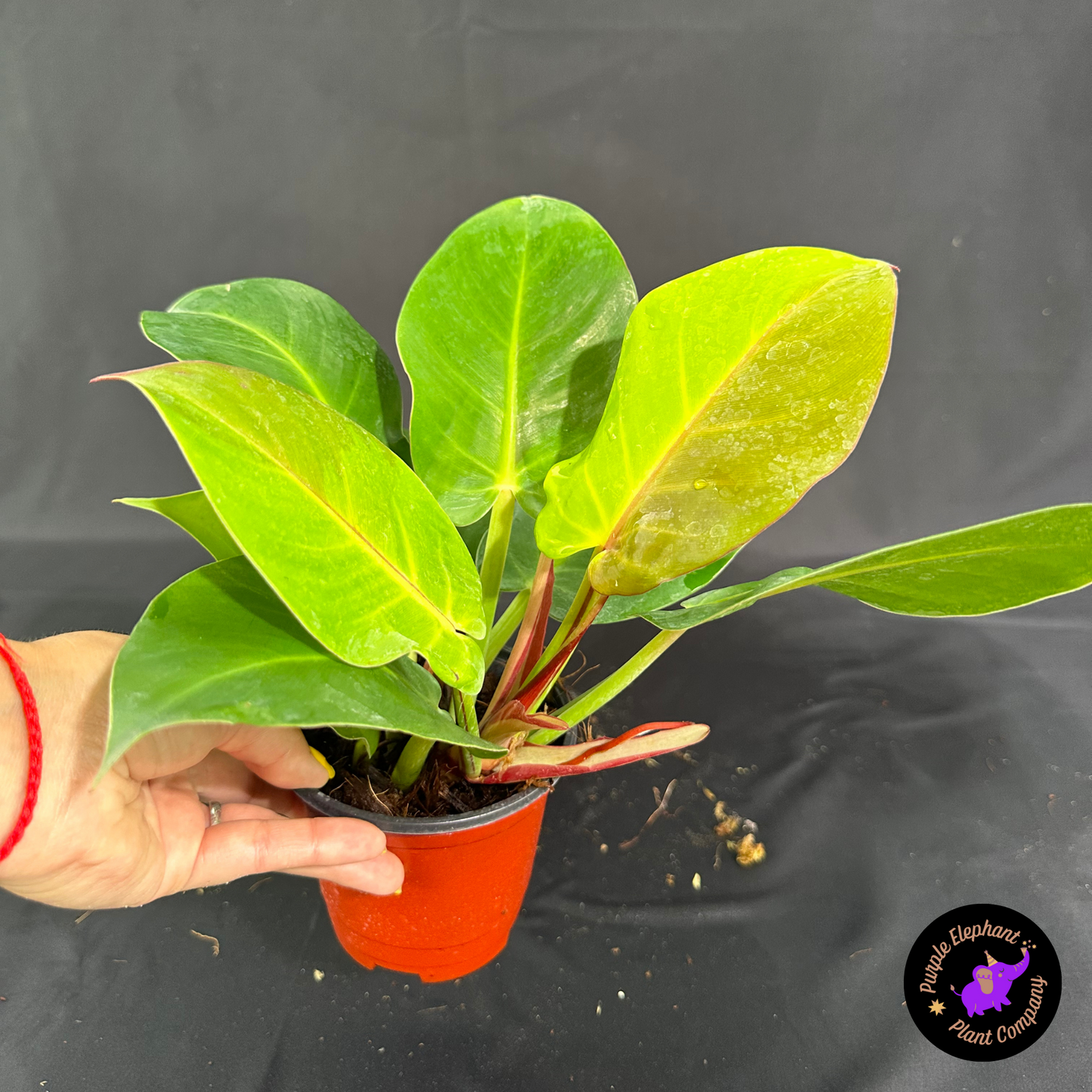 Rare Plant: Philodendron Yellow flame