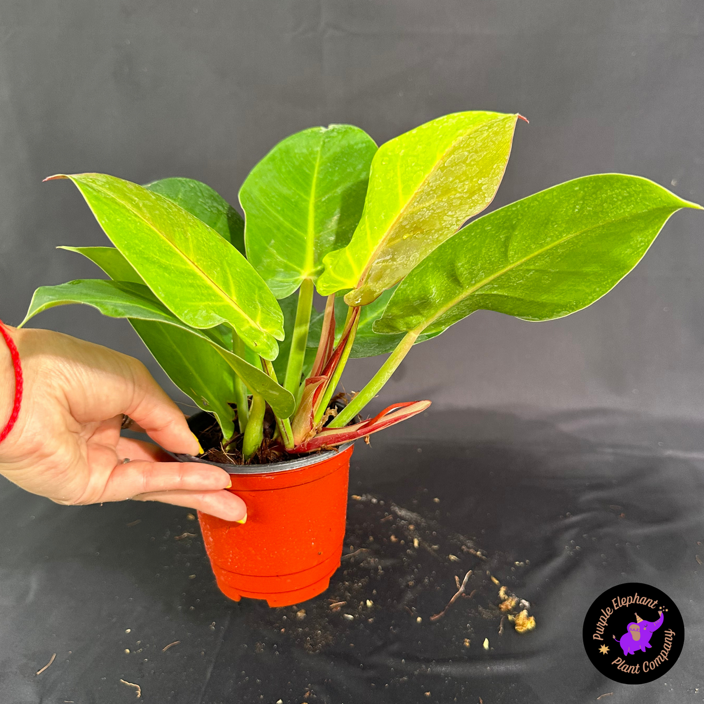 Rare Plant: Philodendron Yellow flame