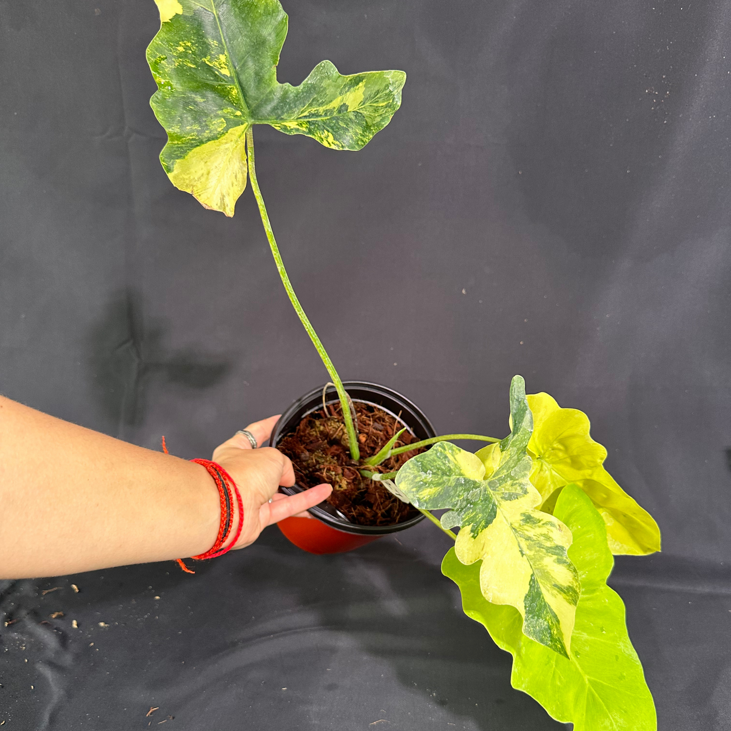 Rare Plant: Philodendron Williamsii Variegated