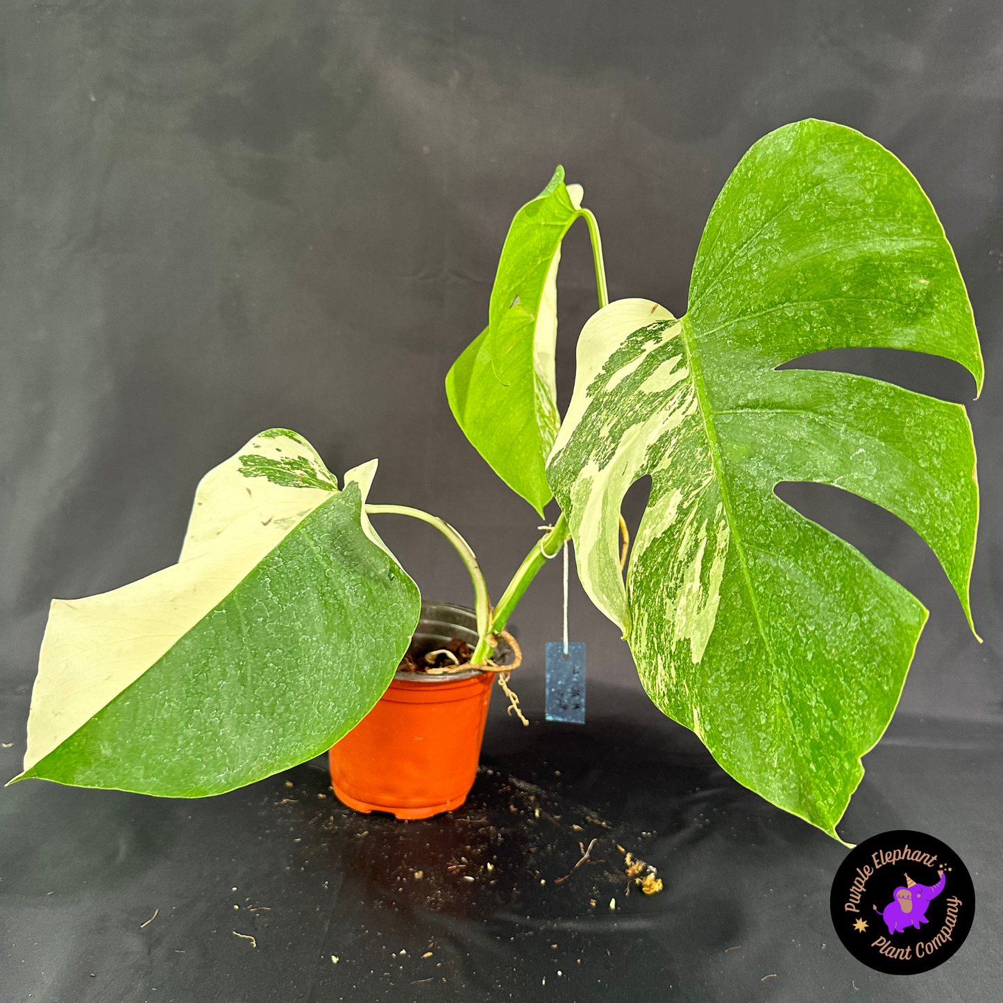 Rare Plant: Monstera Albo