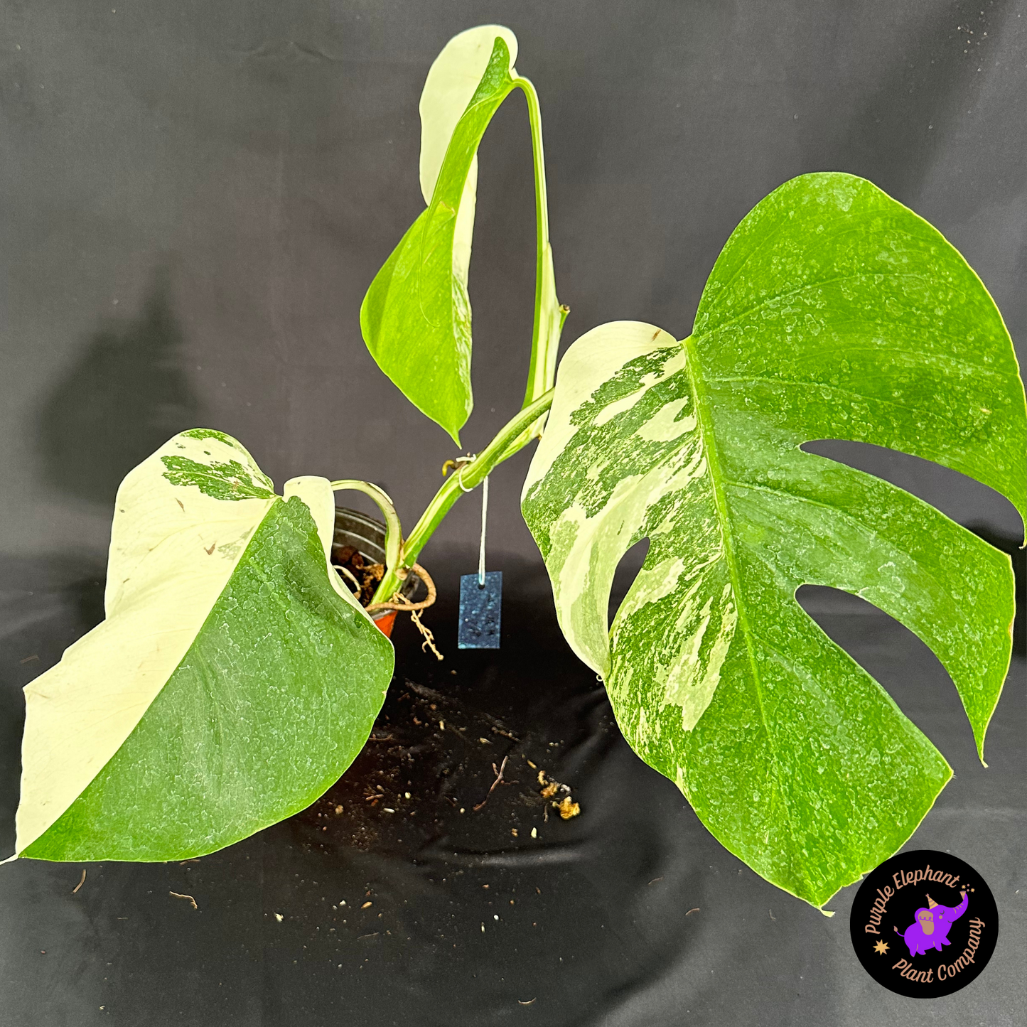 Rare Plant: Monstera Albo