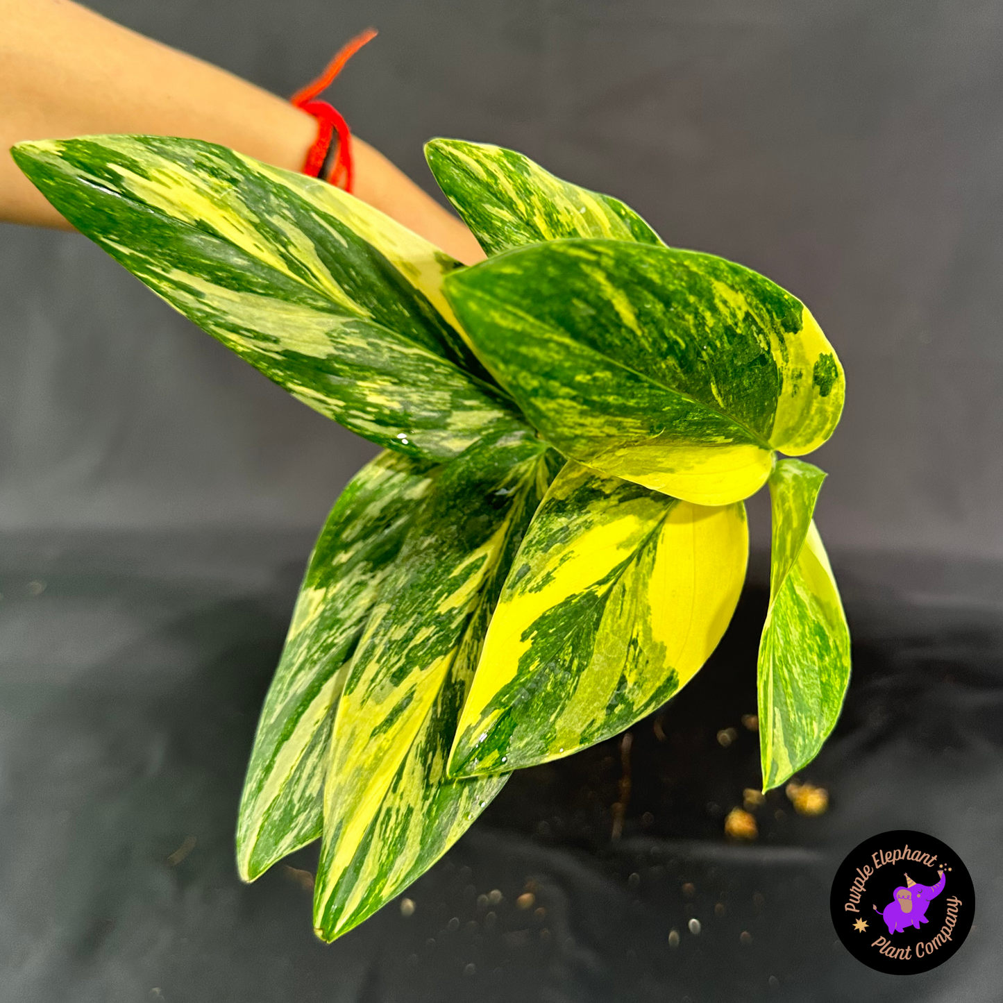 Rare Plant: Monstera Strandleyana Aurea