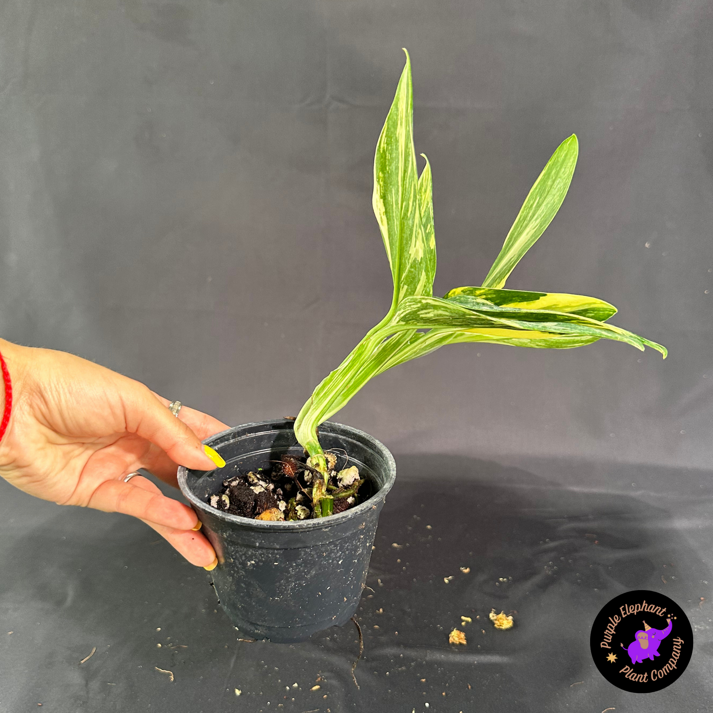Rare Plant: Monstera Strandleyana Aurea