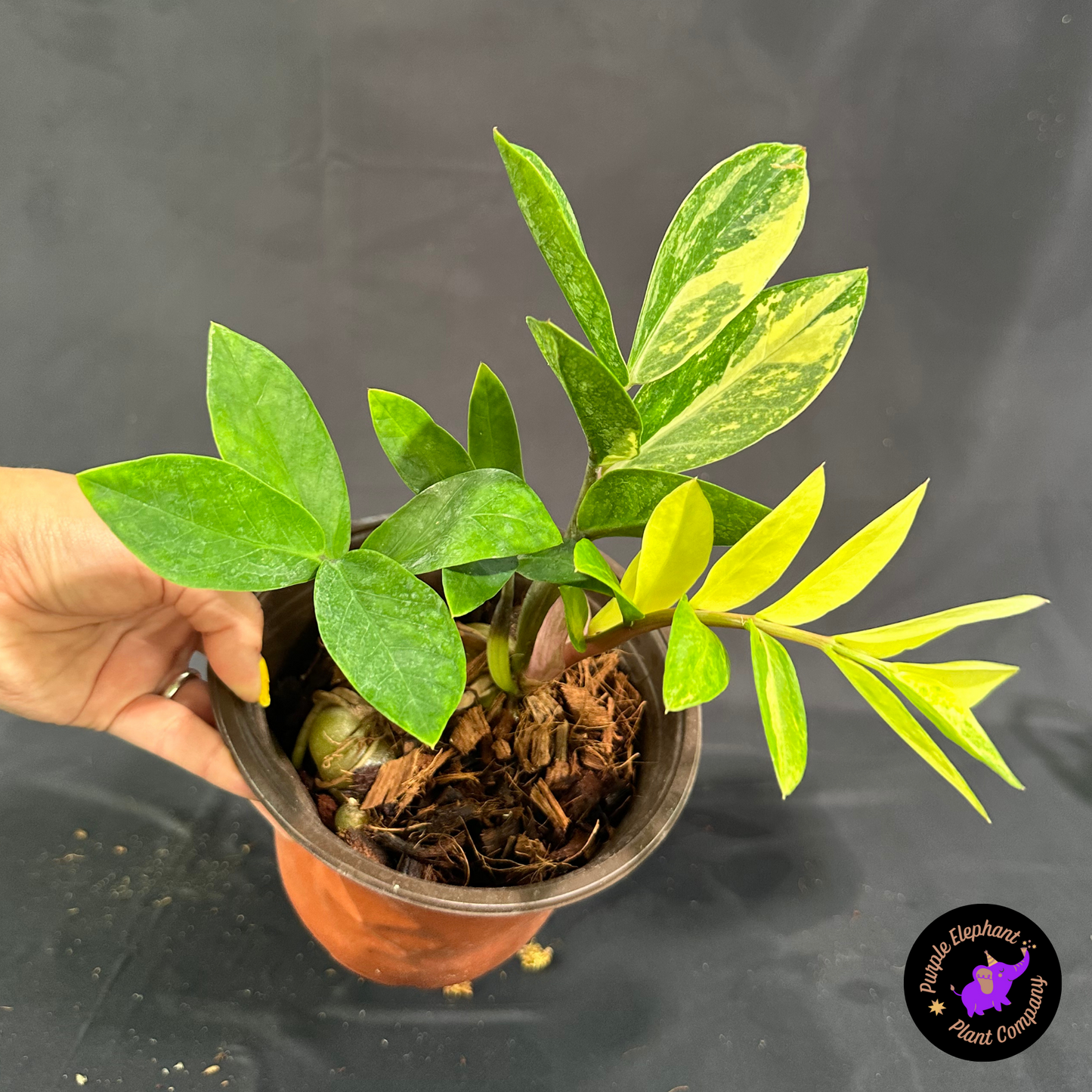 Rare Plant: ZZ Variegated