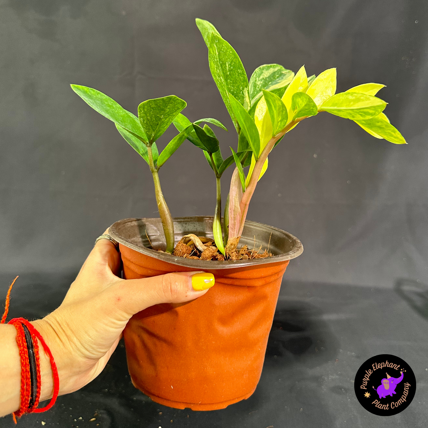 Rare Plant: ZZ Variegated