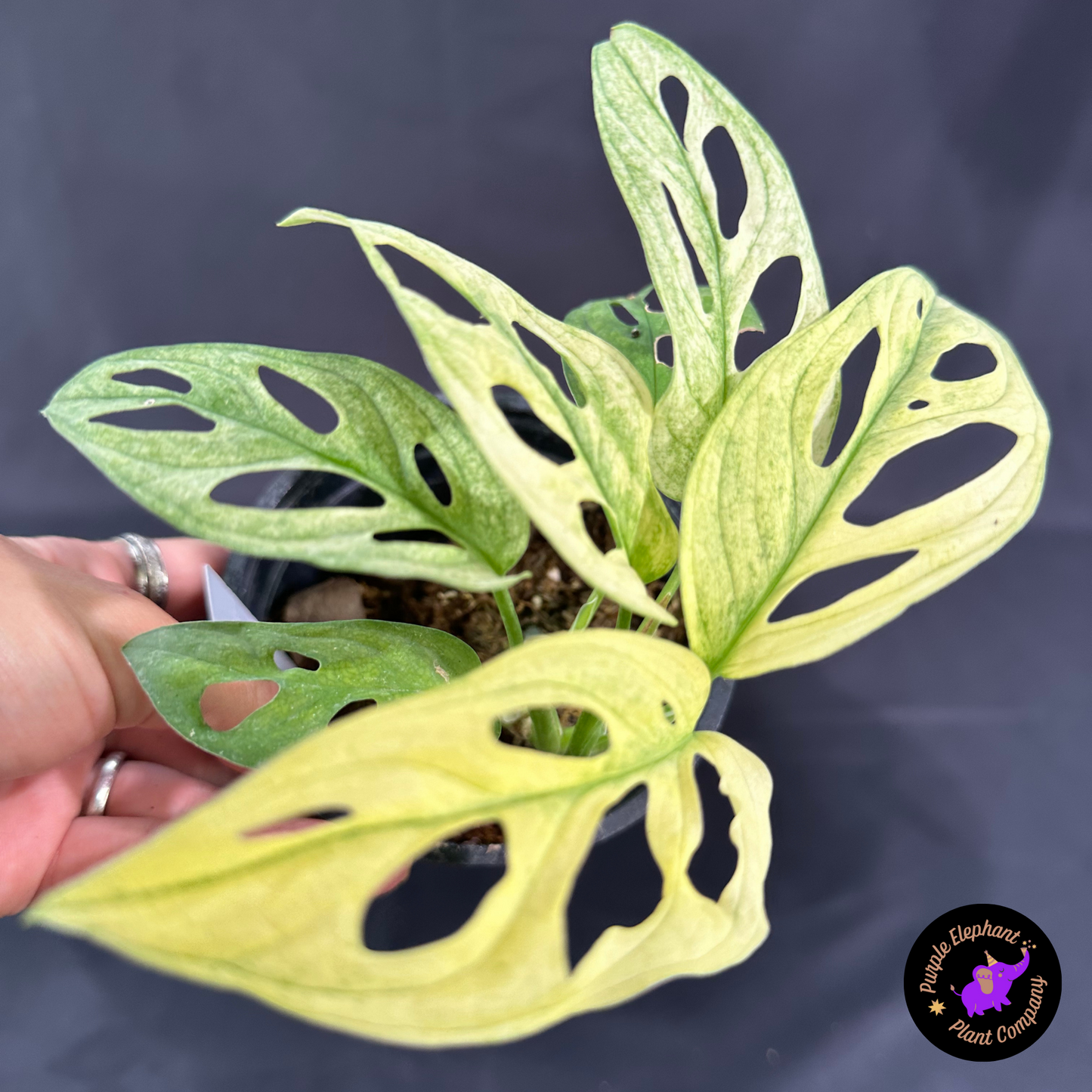 Rare Plant: Monstera Adansonii Mint
