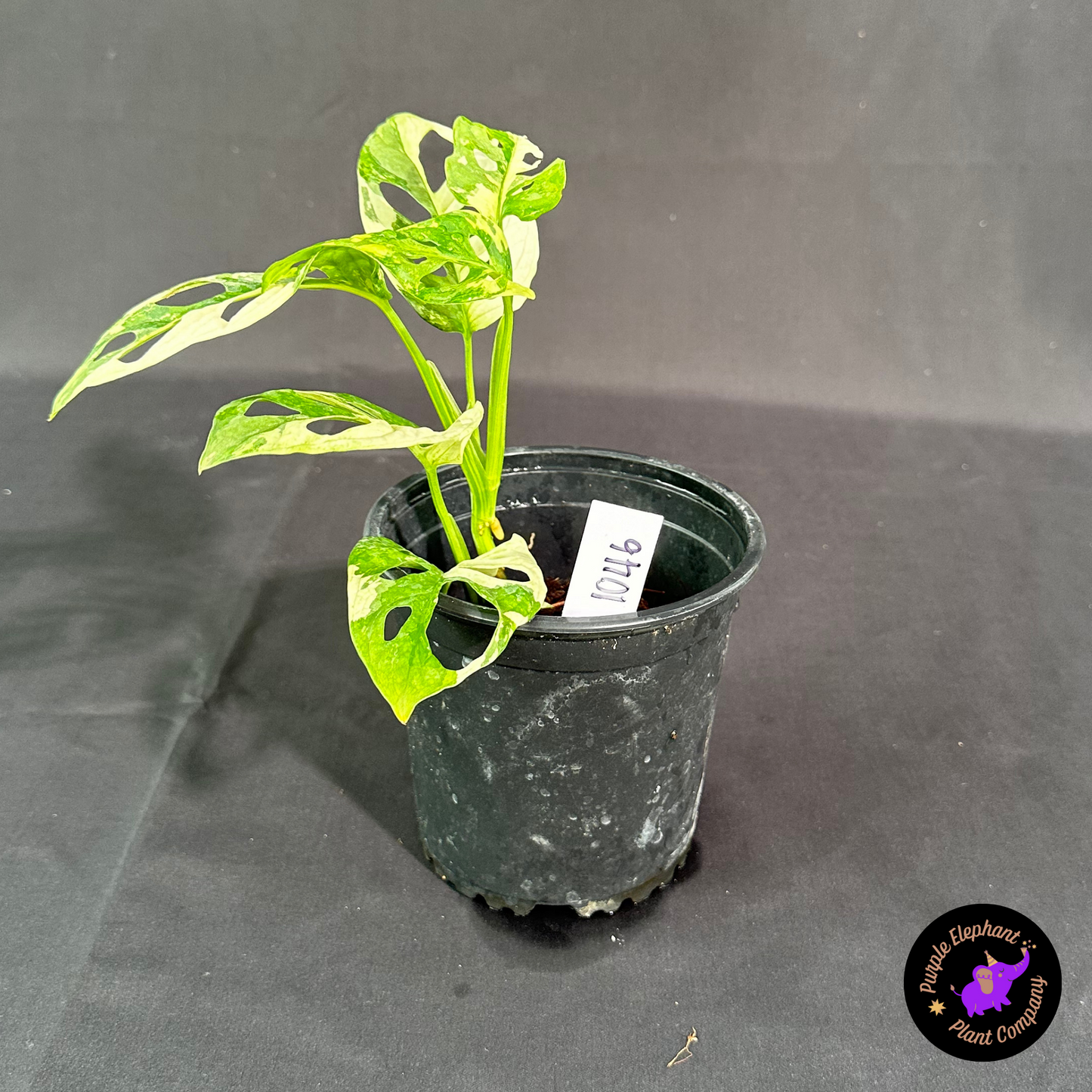 Rare Plant: Adansonii Albo